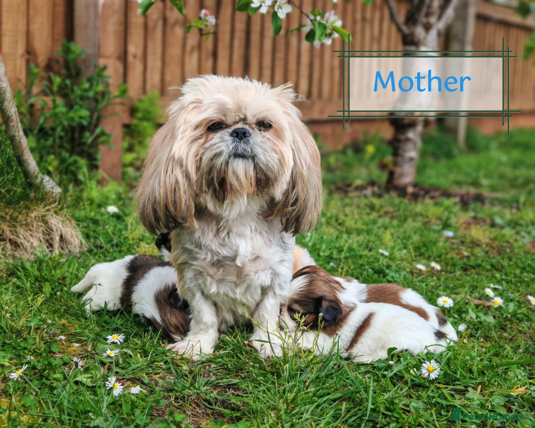 Shih Tzu dogs for sale: 💕 Adorable pure bred Shih Tzu puppies 💖  - Advert 2
