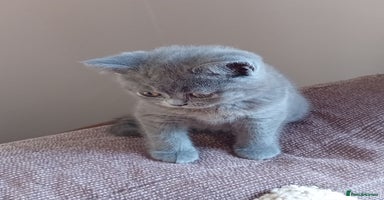 British Shorthair cats - Advert 6