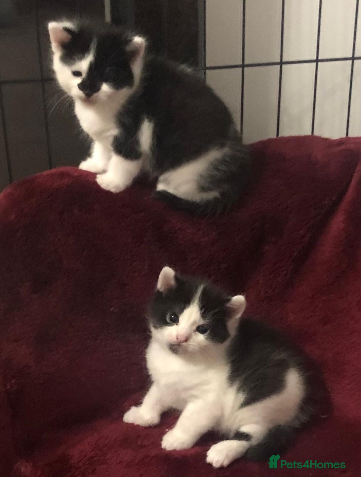 Mixed Breed cats Maine coon x American shorthair kittens  - Advert 1