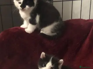 Mixed Breed cats Maine coon x American shorthair kittens - Advert 1