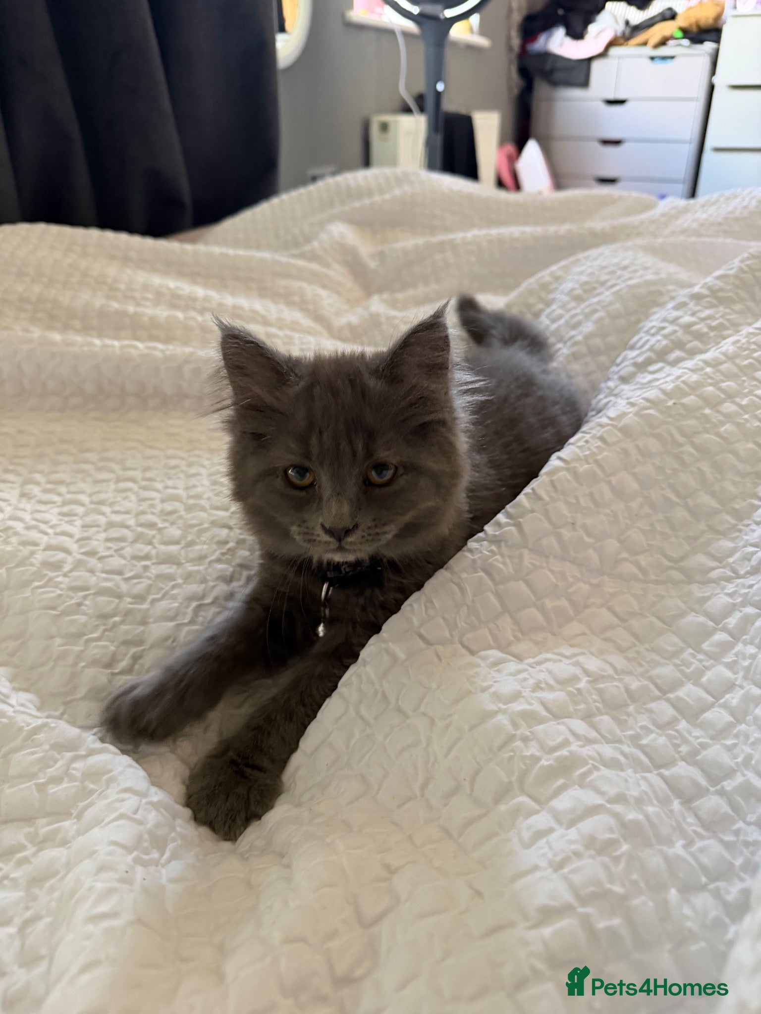 British Longhair cats ***Only 1 beautiful blue girl available*** - Advert 17