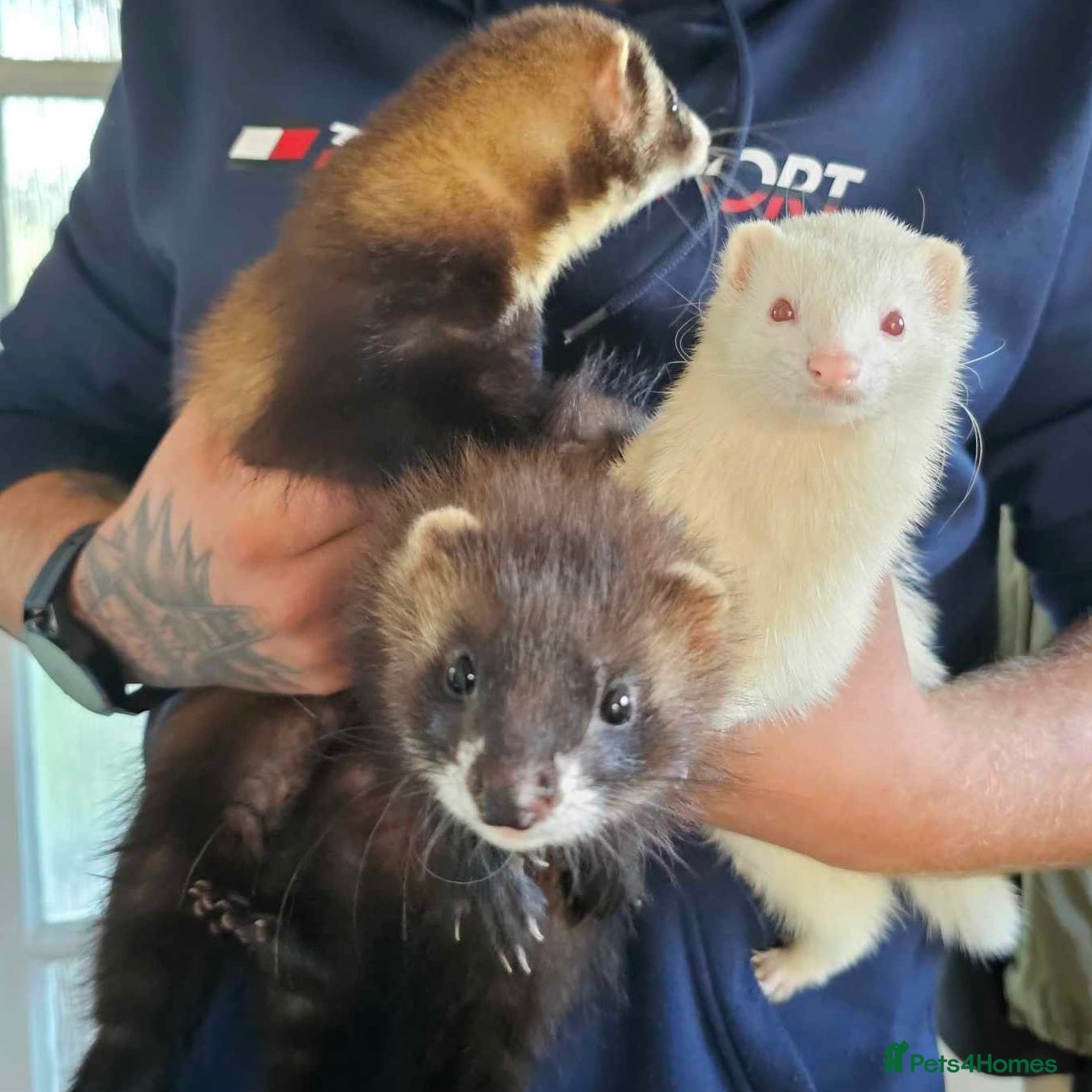 Mixed Breed invertebrates 2 hobs(sem/full angora) and Jill albino in Margate - Advert 5