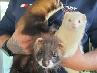 Mixed Breed invertebrates 2 hobs(sem/full angora) and Jill albino in Margate - Advert 5