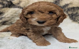 Cockapoo dogs for sale: Beautiful F1 Cockapoo puppies DNA clear  - Image 24