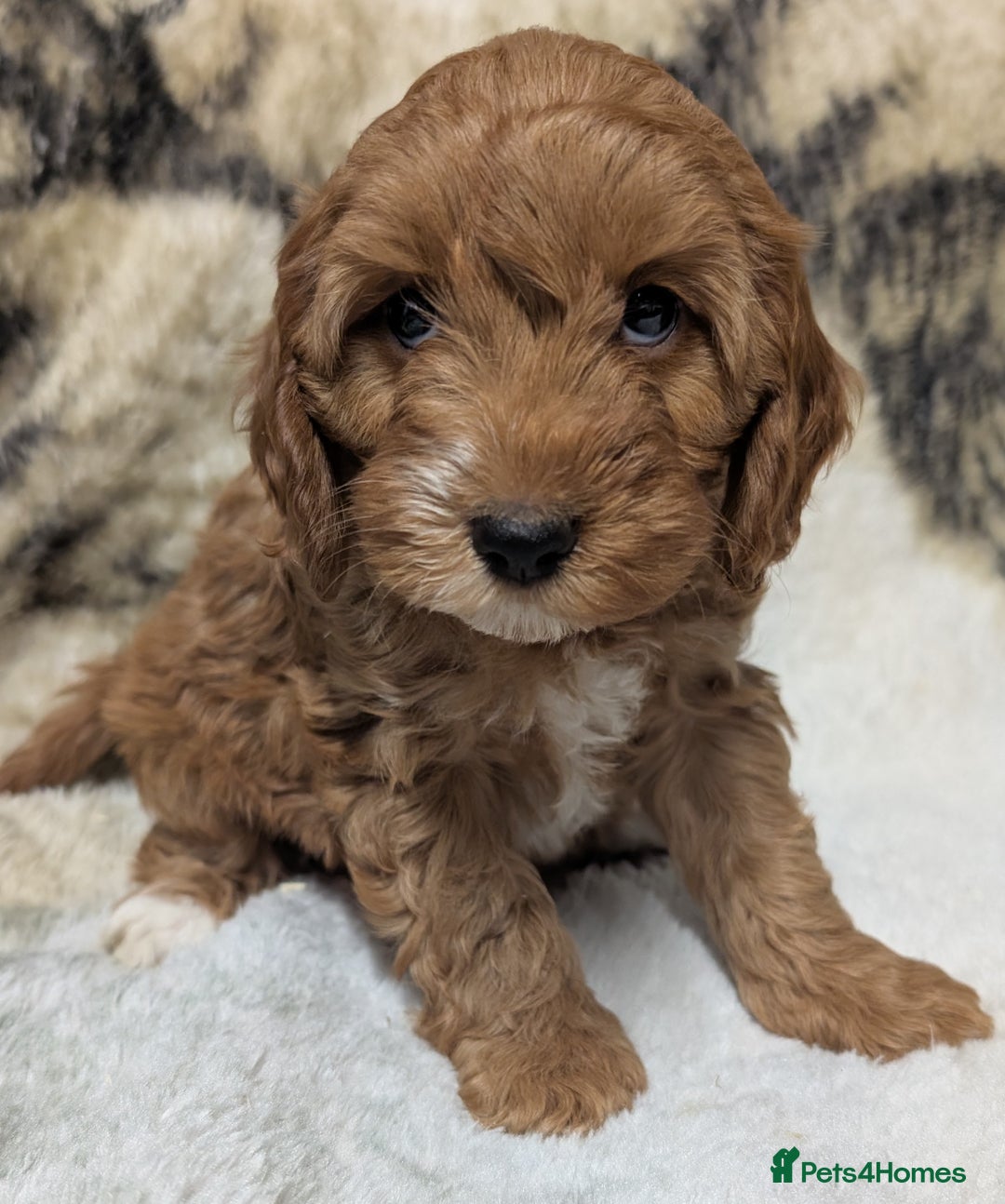 Cockapoo dogs for sale: Beautiful F1 Cockapoo puppies DNA clear  - Image 24