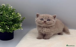 British Shorthair cats for sale: PEDIGREE REGISTERED CHUNKY BRITISH SHORTHAIRS  - Image 6