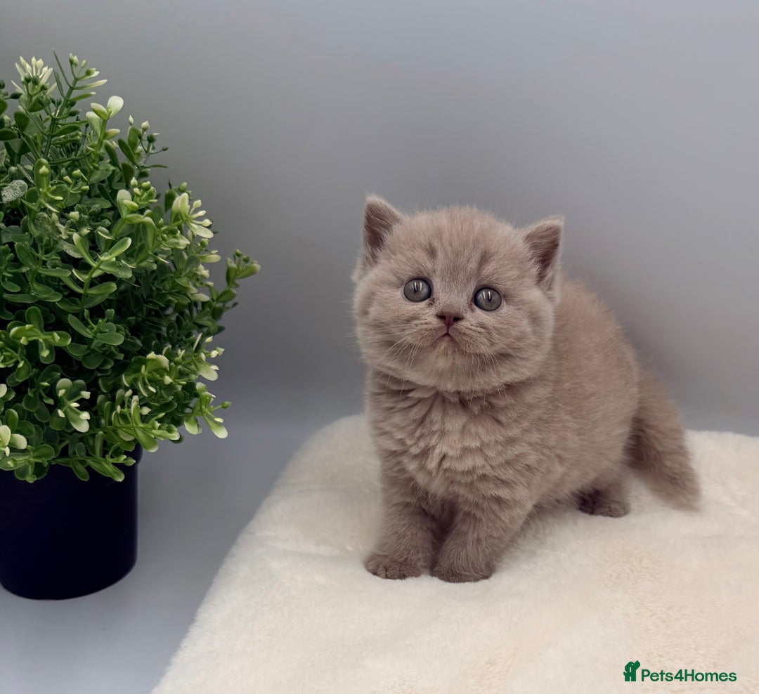 British Shorthair cats for sale: PEDIGREE REGISTERED CHUNKY BRITISH SHORTHAIRS  - Image 6