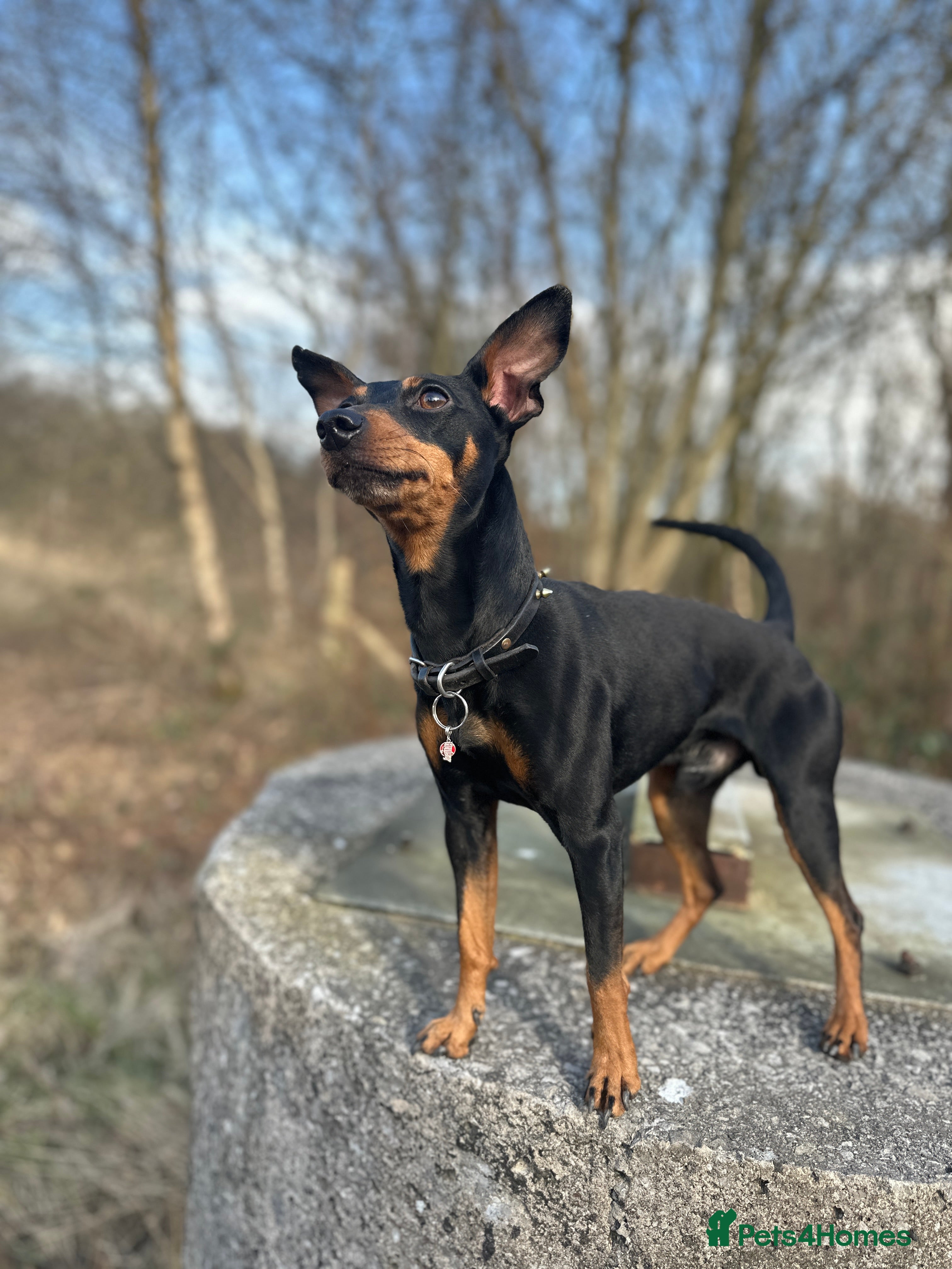 Miniature Pinscher dogs HELLBOY Miniature Pincher in Ashton-under-Lyne - Advert 2