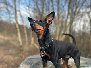 Miniature Pinscher dogs in Ashton-under-Lyne - Advert 25