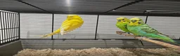 Budgerigars birds for sale: Adult budgies for sale  - Advert 3