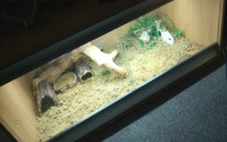 Gecko reptiles for sale: Gizmo the geko - Image 2