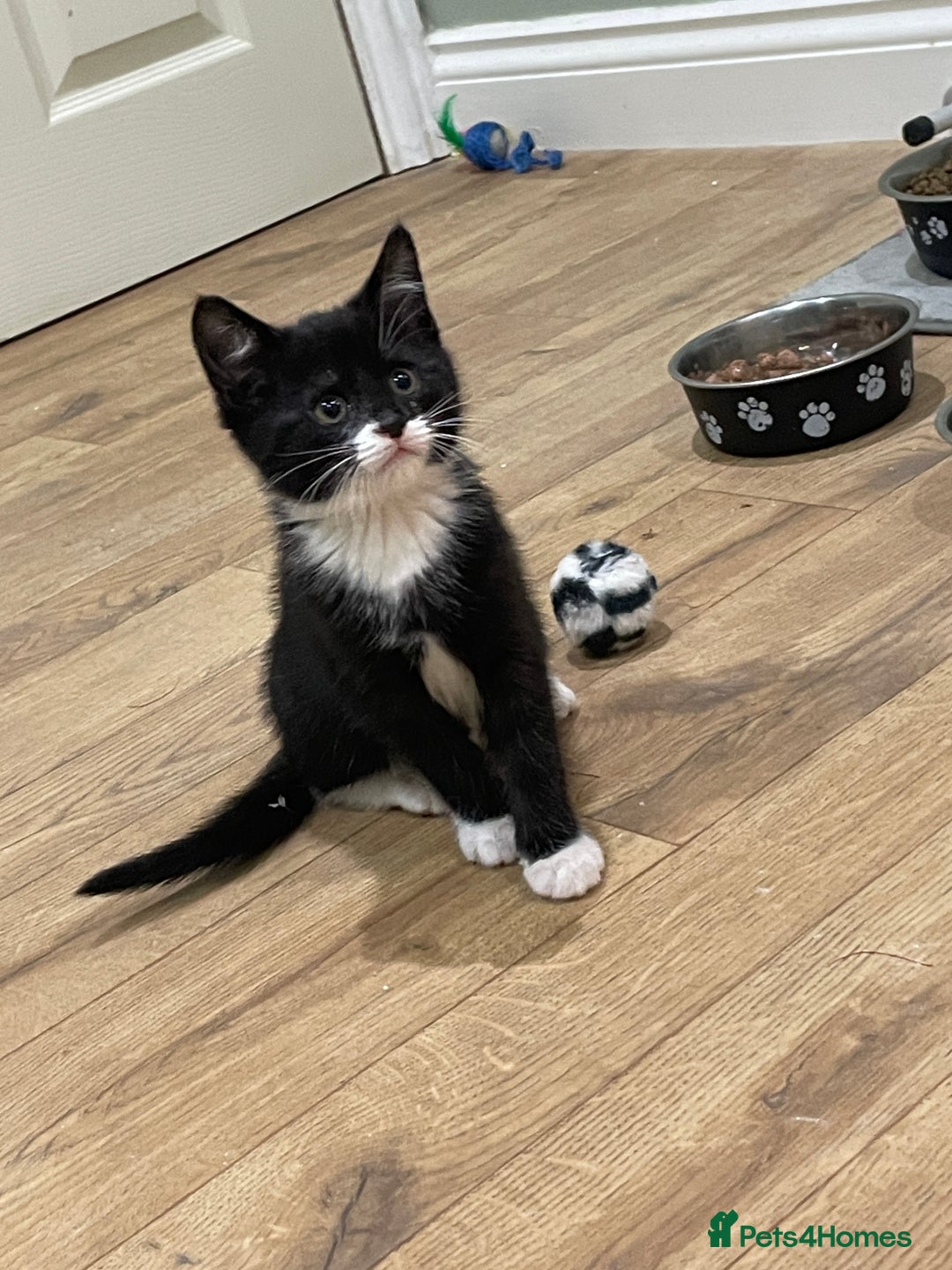 Mixed Breed cats for sale: 2 beautiful little girls - Advert 3