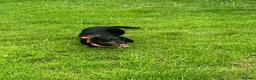 Dachshund dogs for sale: Lollie the Dachshund ⭐ - Advert 3