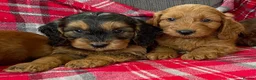 Cockapoo dogs for sale: F1 MINIATURE SHOW TYPE COCKAPOO PUPPIES  - Advert 9