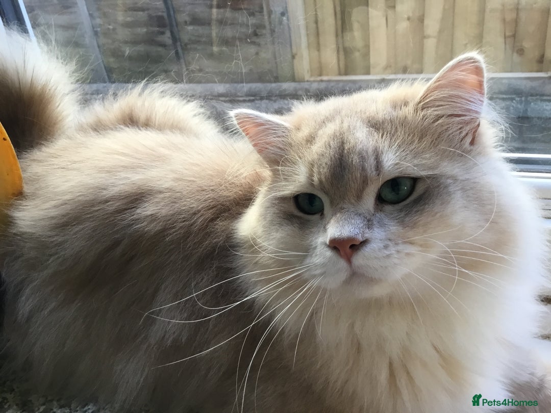 British Longhair cats for sale: Sweet Blue golden British Longhair boy  - Image 2