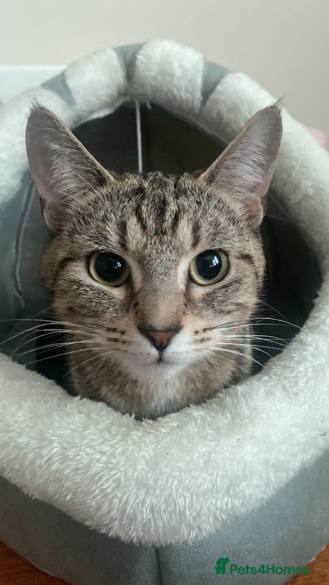 Mixed Breed cats Panther–Playful&Loving Kitten,Fully Litter Trained - Advert 2