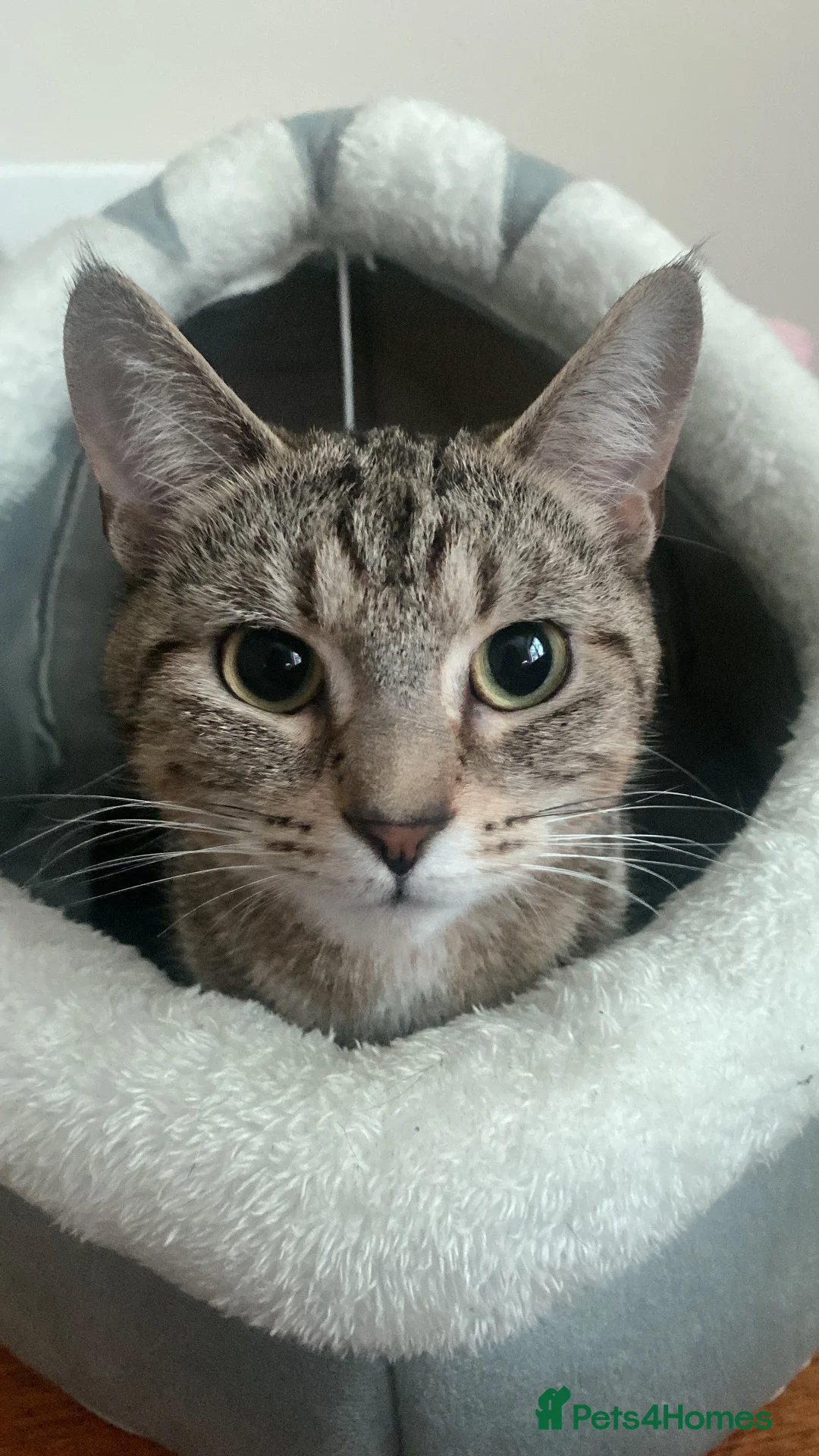 Mixed Breed cats for sale: Panther–Playful&Loving Kitten,Fully Litter Trained - Advert 1