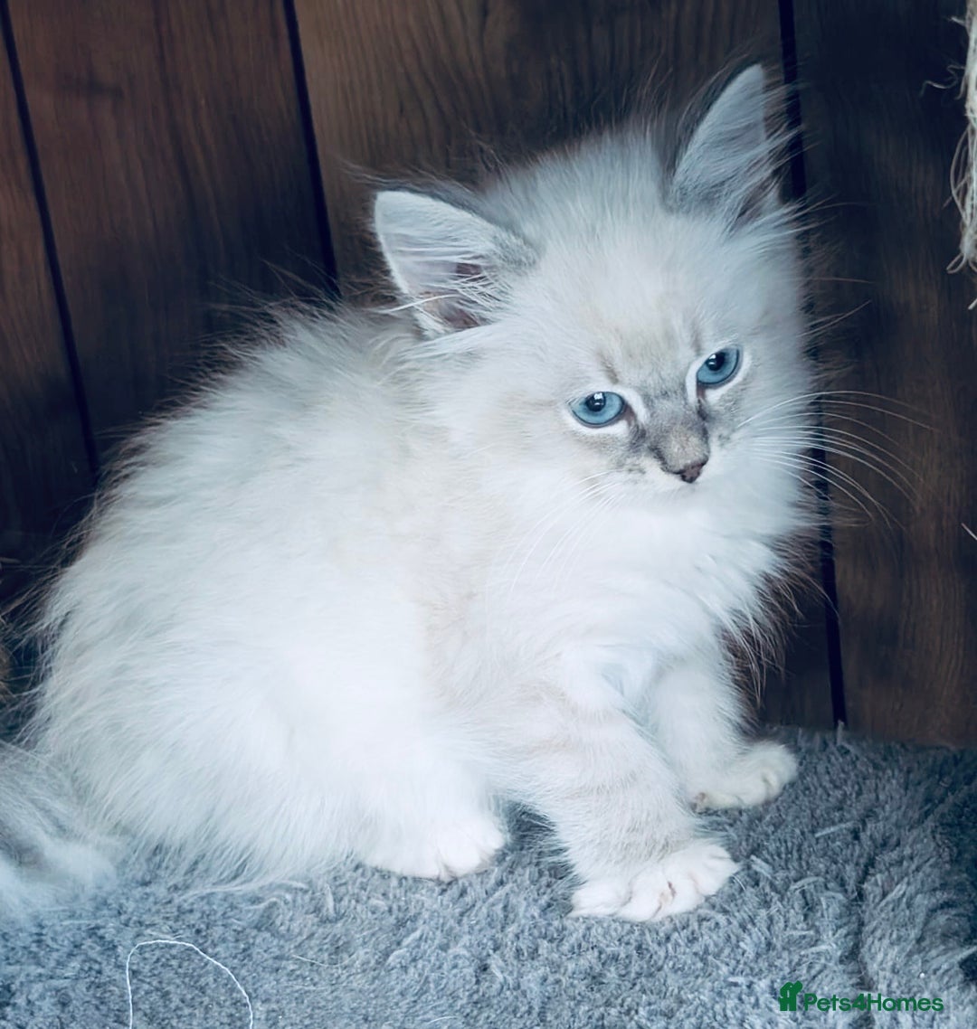 Siberian cats for sale: Adorable Siberian Neva Masquerade Kittens – 5 Boys - Image 3