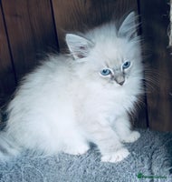 Siberian cats - Advert 5
