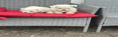 West Highland Terrier 2