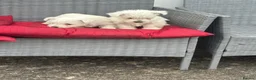 West Highland Terrier dogs for sale: Westies in Enniskillen - Advert 2