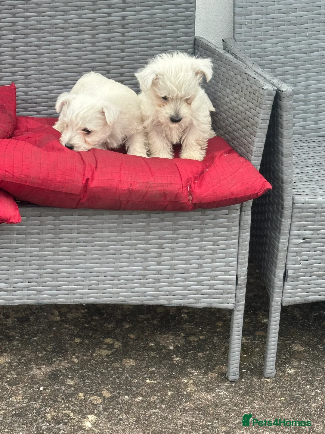 West Highland Terrier dogs for sale: Westies in Enniskillen - Advert 2