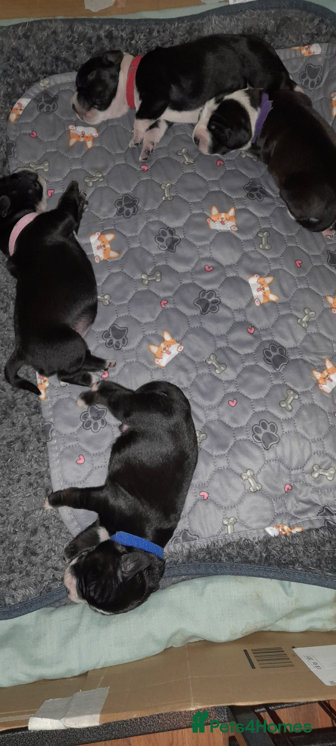 Mixed Breed dogs for sale: Staffy x Cocker Spaniel  - Advert 18