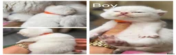 British Shorthair cats for sale: Adorable TICA British Shorthair kittens  - Advert 3