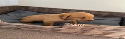Labrador Retriever dogs for sale: PLAYFUL DEEP FOX RED LITTER, FULLY HEALTH TESTED - Advert 10