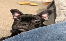 French Bulldog dogs for sale: French Bulldog Puppies 3 Months Old Girl and Boy  - Image 26