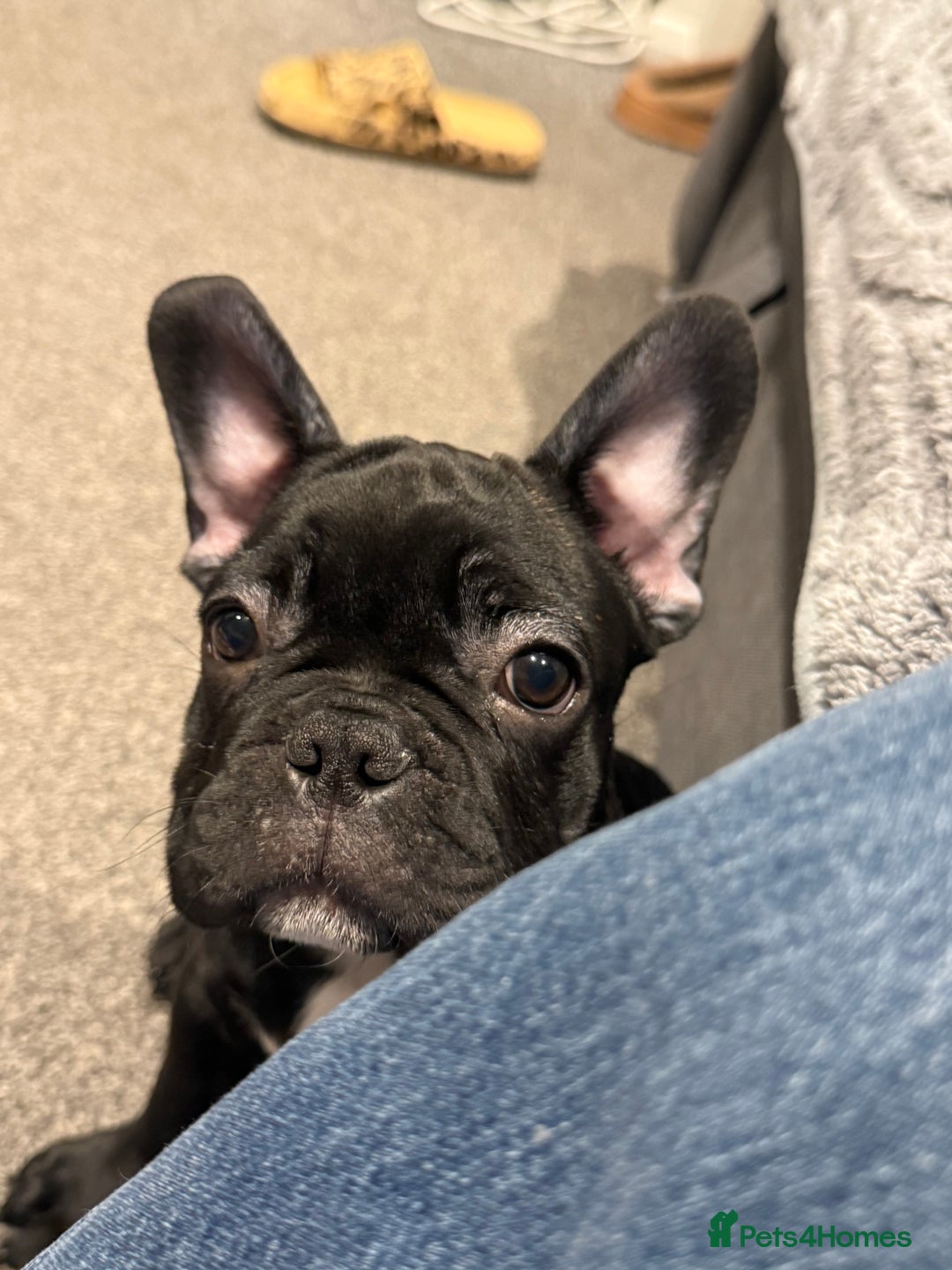 French Bulldog dogs for sale: French Bulldog Puppies 3 Months Old Girl and Boy  - Image 26