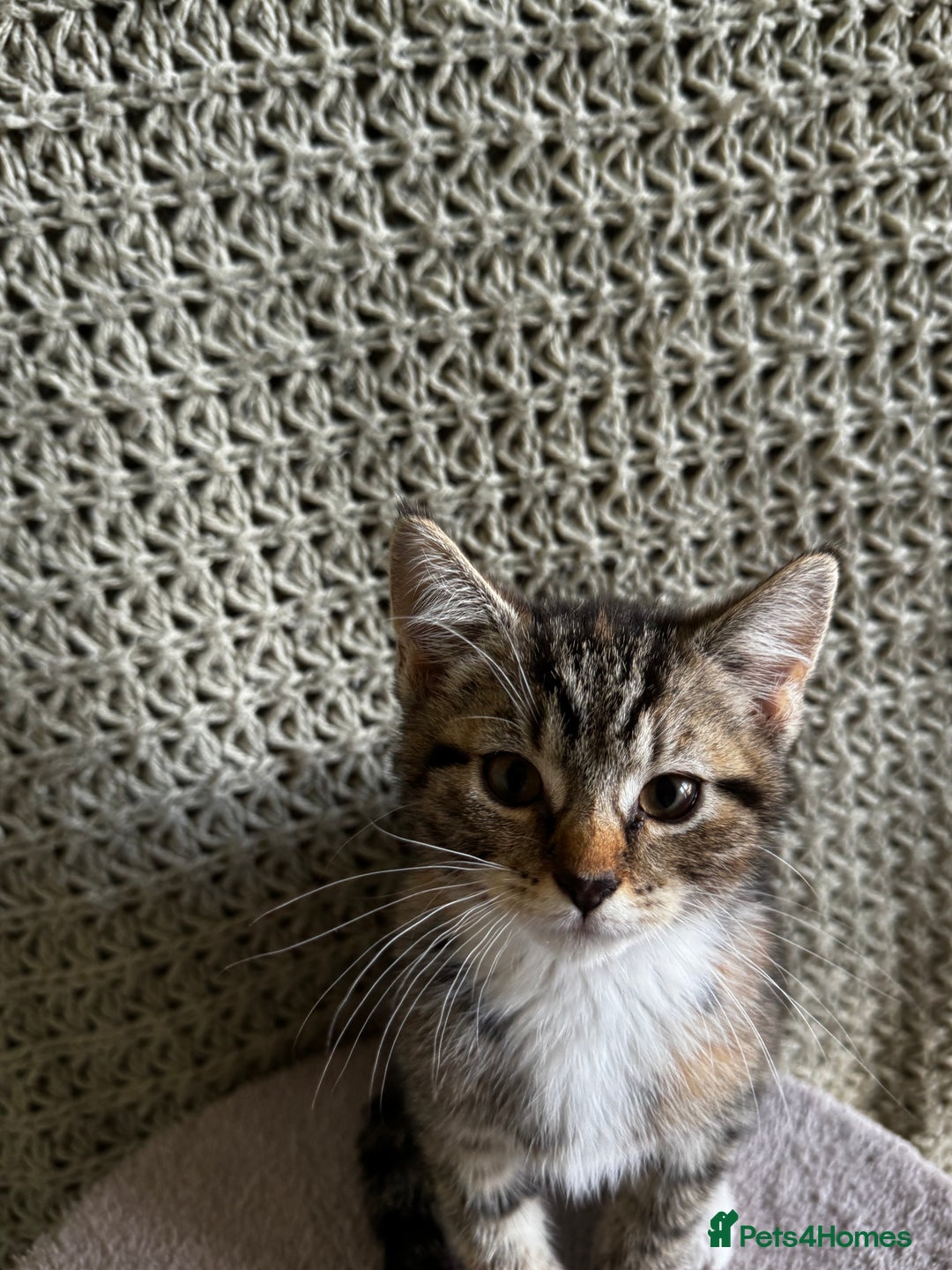 British Shorthair cats for sale: British Shorthair Kittens -Ready for Loving Homes  - Image 16