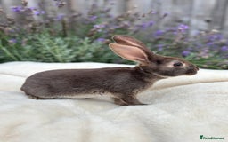 Mini Lop rabbits for sale: Ready now 🐰 mini Rex x mini plush lop babies!  - Image 5