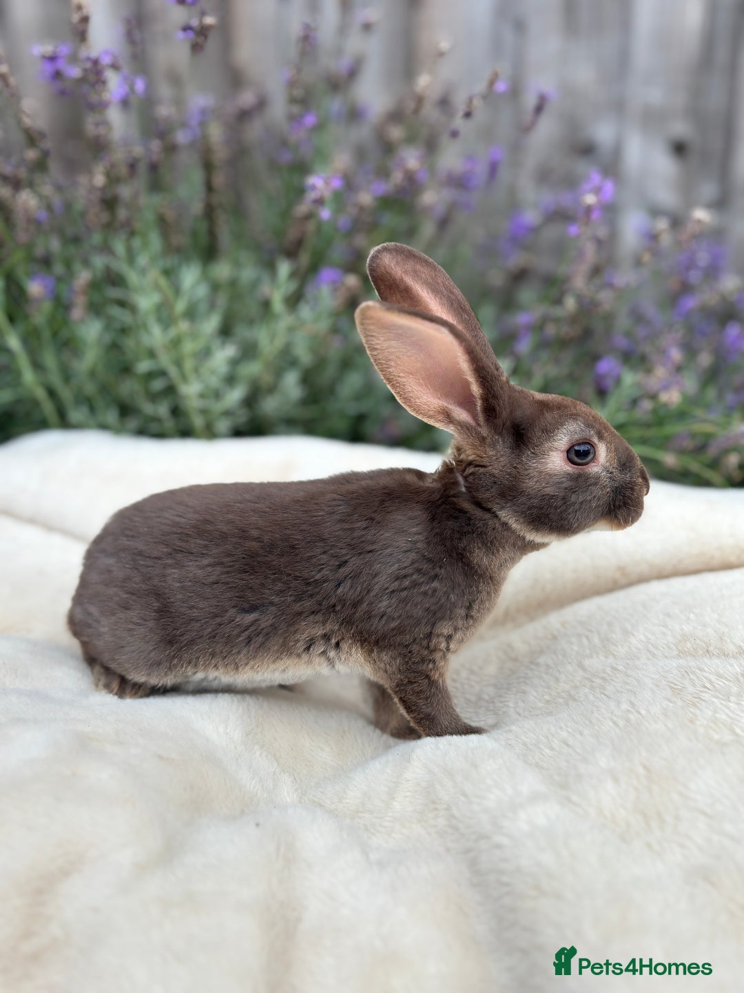 Mini Lop rabbits for sale: Ready now 🐰 mini Rex x mini plush lop babies!  - Image 5