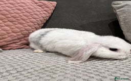 Mini Lop rabbits for sale: Beautiful mini lop rabbits for sale - Image 7