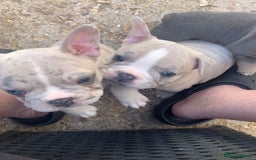 French Bulldog dogs for sale: French bulldog puppies with lilac and merle  - Image 15