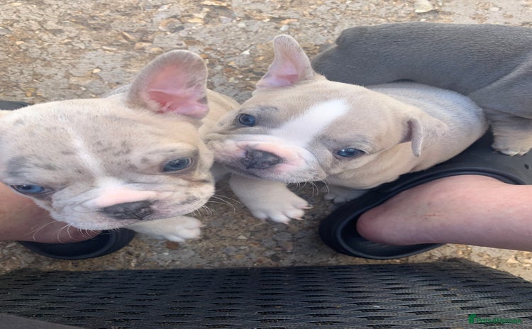 French Bulldog dogs - Advert 2