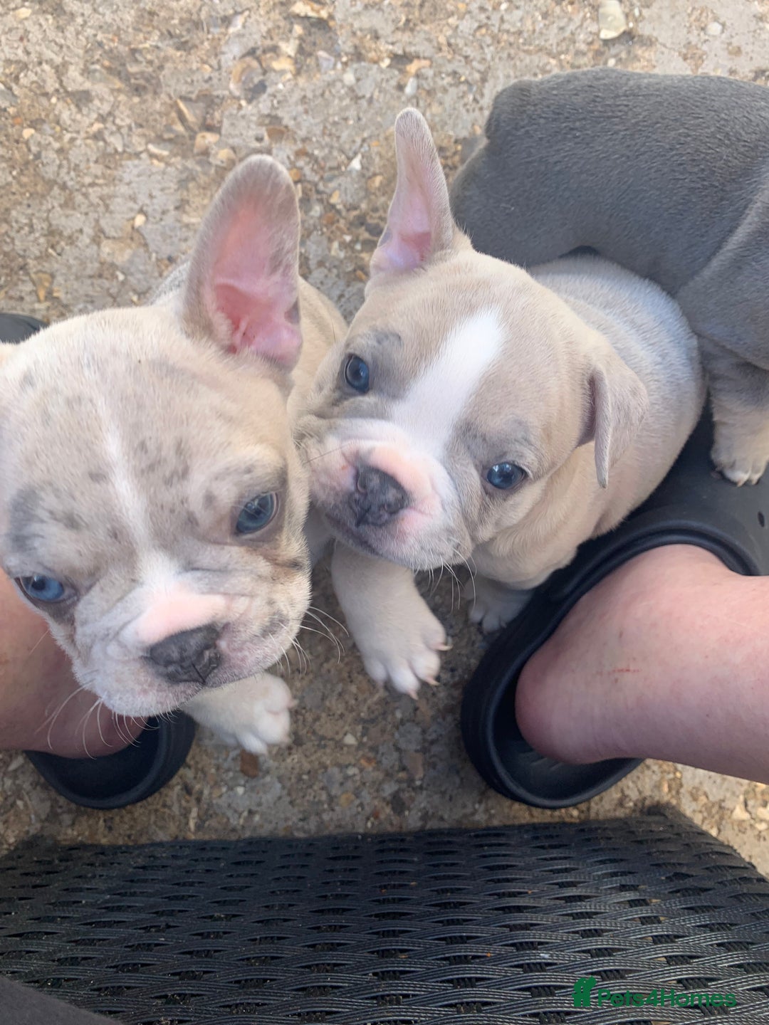 French Bulldog dogs for sale: French bulldog puppies with lilac and merle  - Image 15