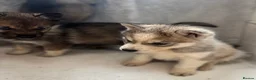 Shepsky dogs for sale: German shepherd cross husky puppy’s  - Advert 14