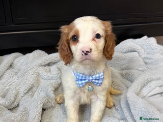 Cavapoo dogs Stunning quality Cavapoos ready December - Advert 9