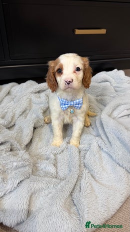 Cavapoo dogs Stunning quality Cavapoos ready December - Advert 16