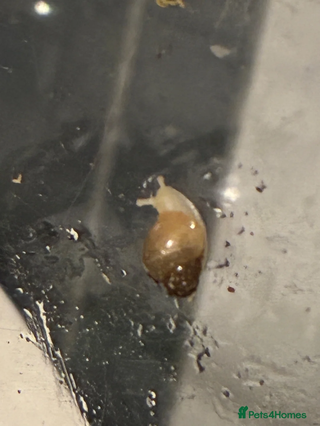 Snails invertebrates for sale: Albino giant african  land snails  - Advert 5