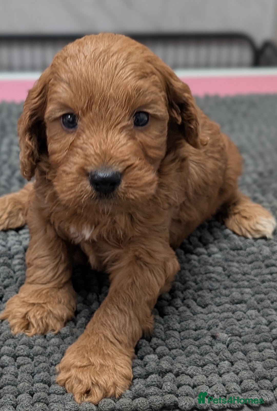 Cockapoo dogs for sale: Licensed breeder, health tested F1 cockapoo pups - Advert 9