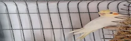 Cockatiels birds for sale: Baby Cockatiels - Advert 4