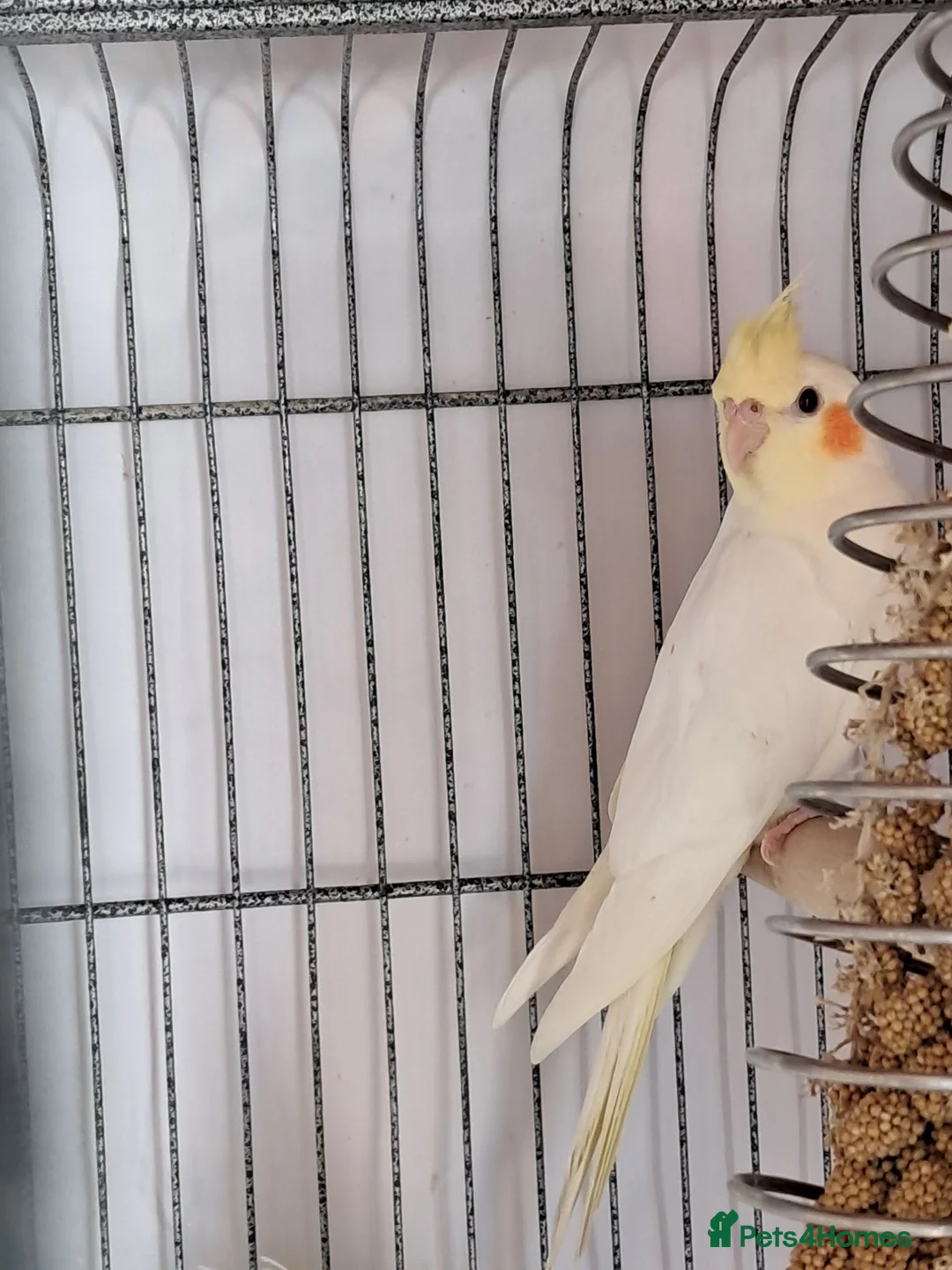 Cockatiels birds for sale: Baby Cockatiels - Advert 4