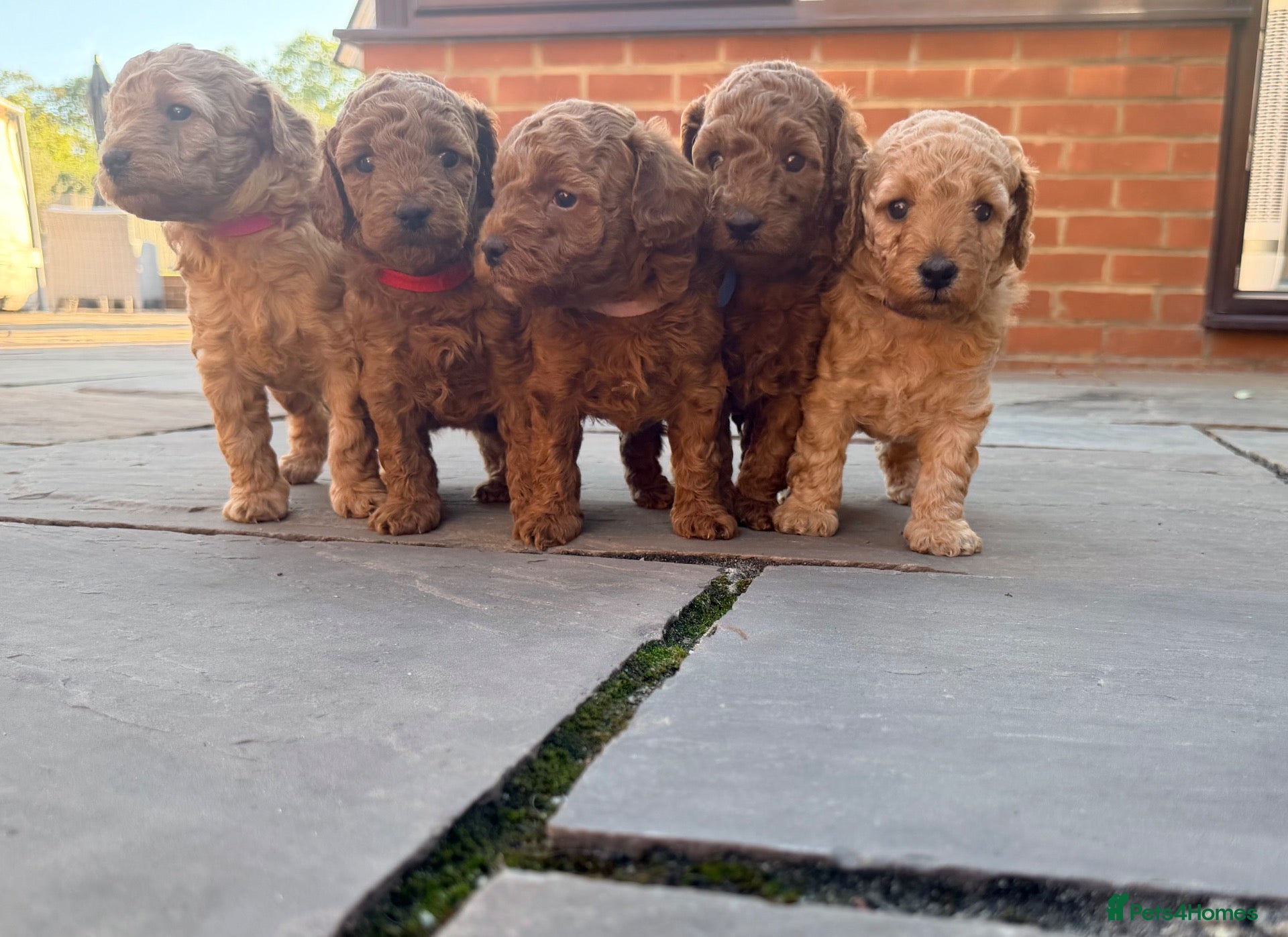 Miniature Poodle dogs  🐾 KC Registered Miniature Poodles-Red&Apricot 🐾 - Advert 1