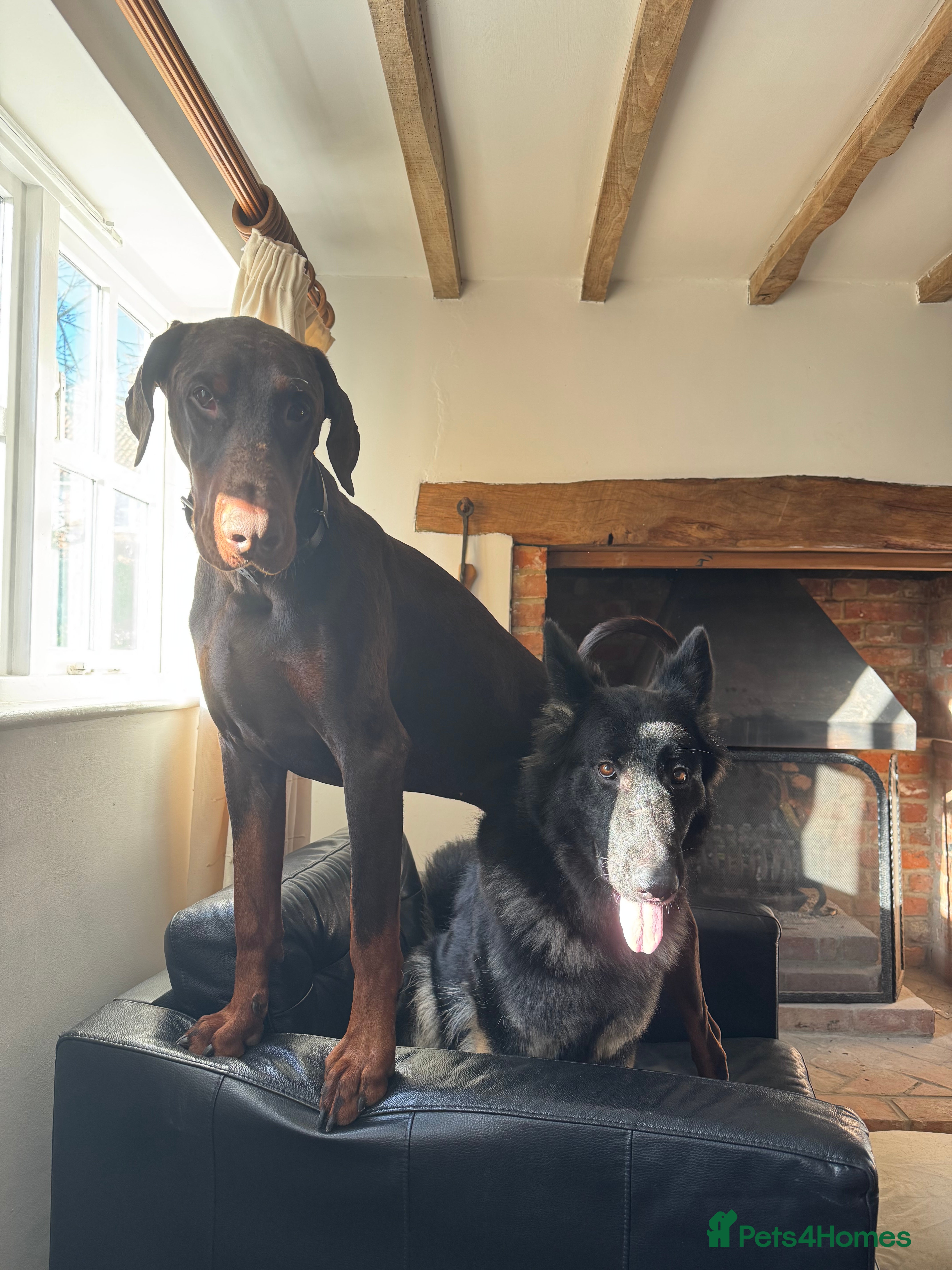 German Shepherd dogs Zeta -Working Line German Shepard - Advert 1