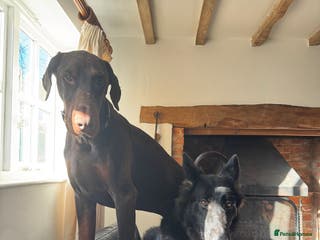 German Shepherd dogs Zeta -Working Line German Shepard - Advert 1