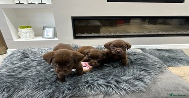 Labrador Retriever dogs - Advert 5