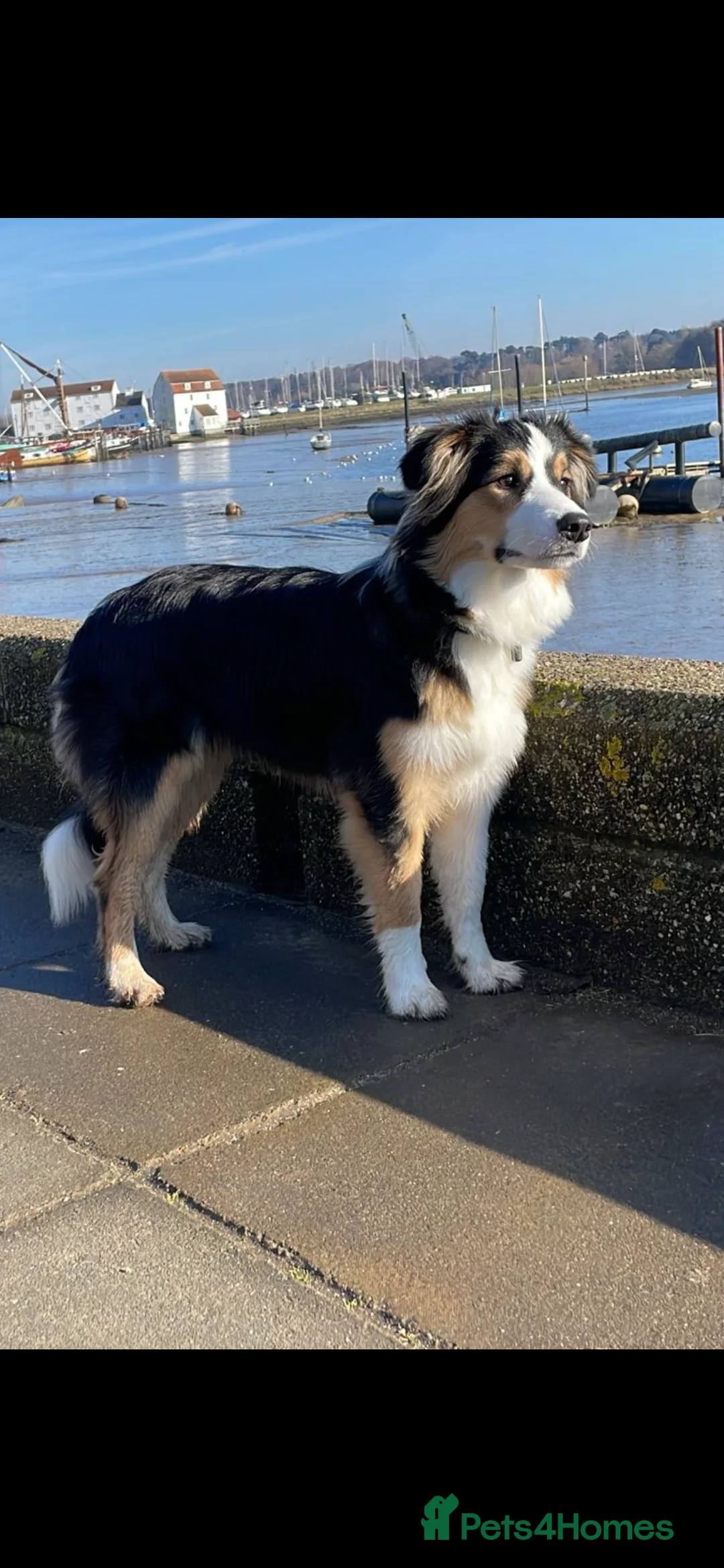 Border Collie dogs for sale: Exceptional KC Reg Border collie pups - Advert 11